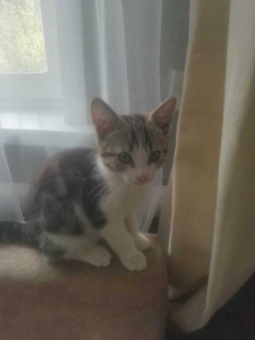 Отдам котят в добрые руки.
