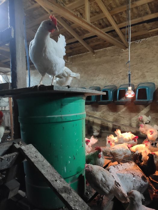 Продам кур молодок