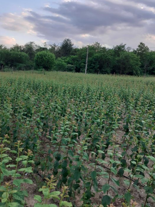 Pomi fructiferi de vanzare