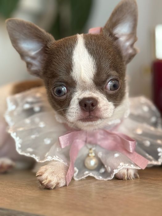 Кученца чихуахуа