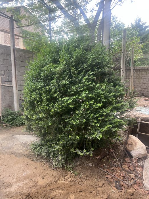 Shanshod 2.5 metrlik kochat sotiladi