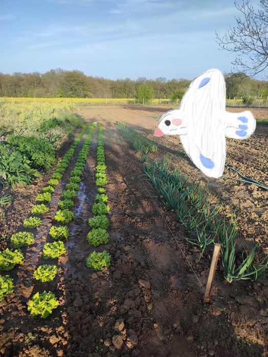 Продава се Парцел в с. Китка, Област Варна - 2000 кв.м за 13 €/кв.м - Снимка #2