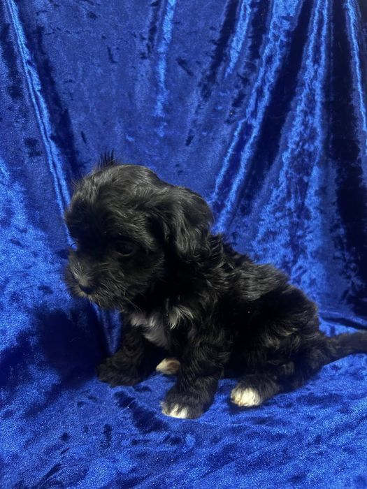 Мальтипу Ф1.щенки