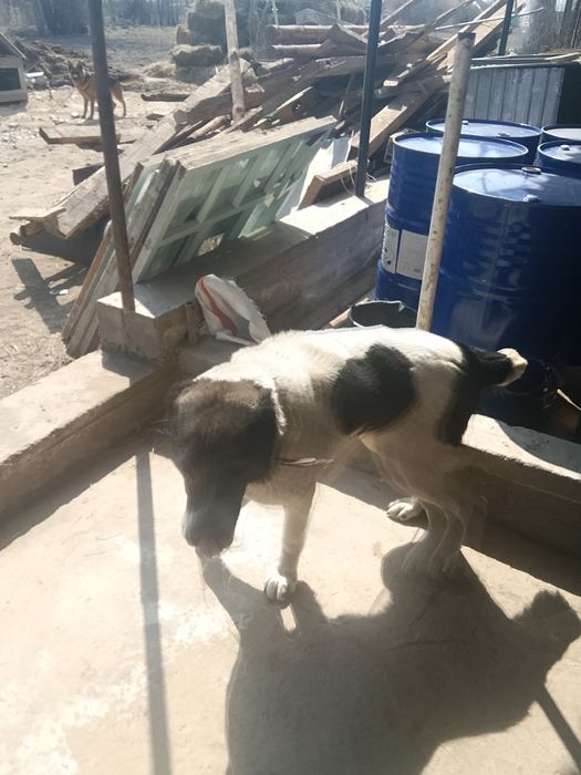 Алабай продаётся