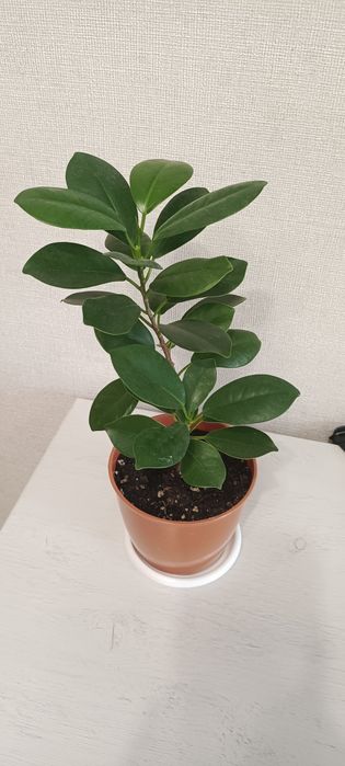 Фикус мокламе (миллионерша)