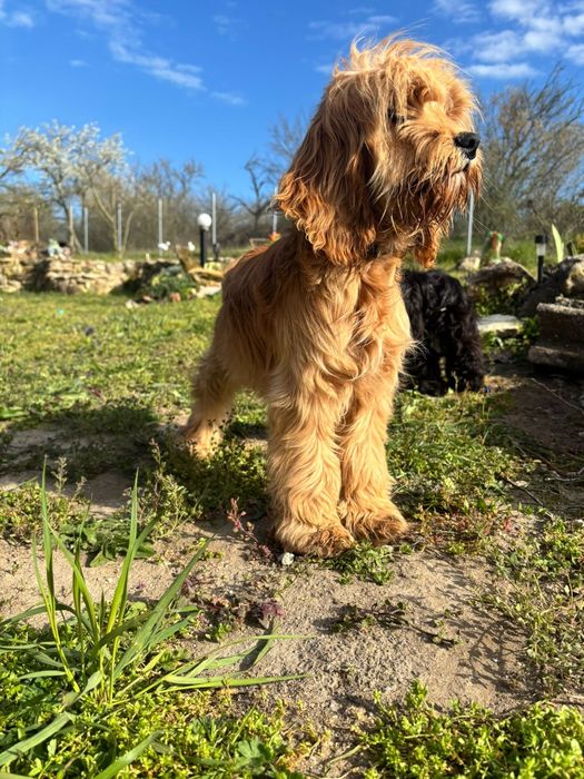 Продавам кокер - лагото