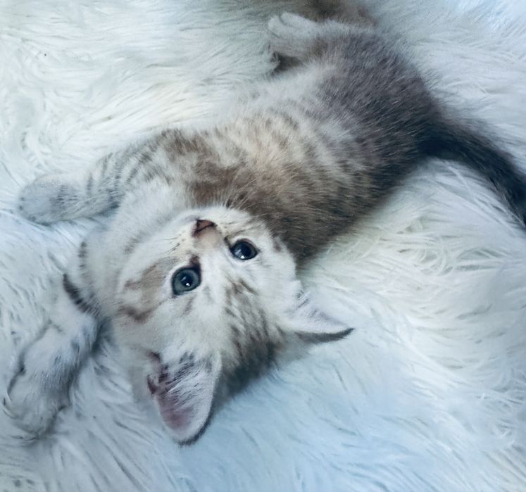 British longhair