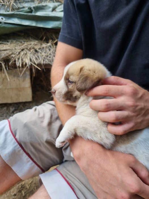 Caini pentru adoptie