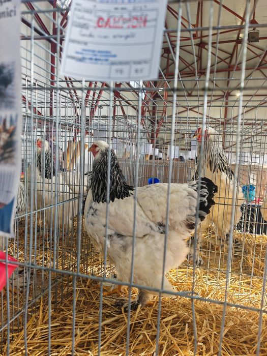 Brahma herminat deschis