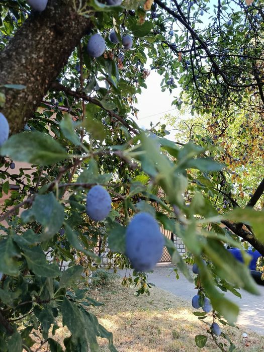 Vind  prune pentru compot