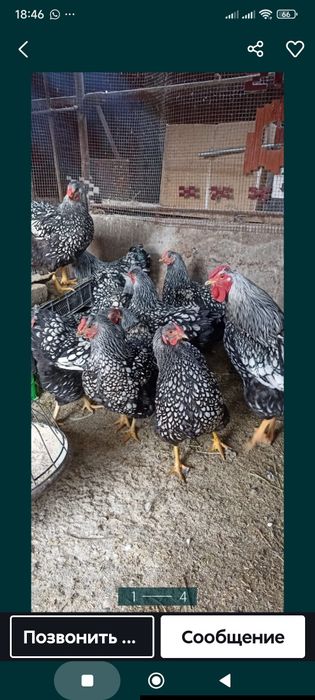 Инкубационный  яица  виондот