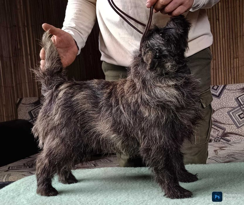 Cairn terrier mascul