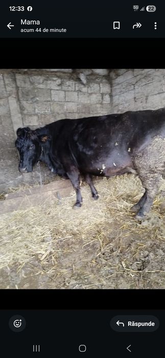 Vaca de lapte gestata in luna  a 9 a