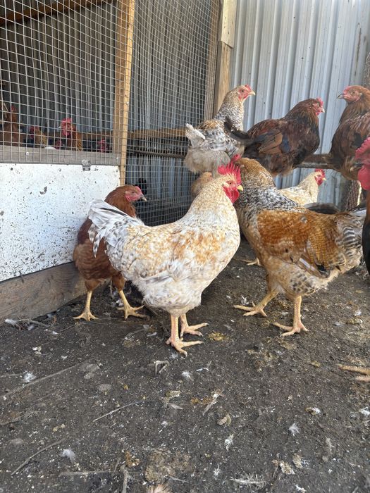 Продам молодых петушков