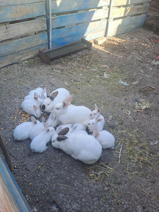 Vind pui de iepure la doar 25 ron bucata