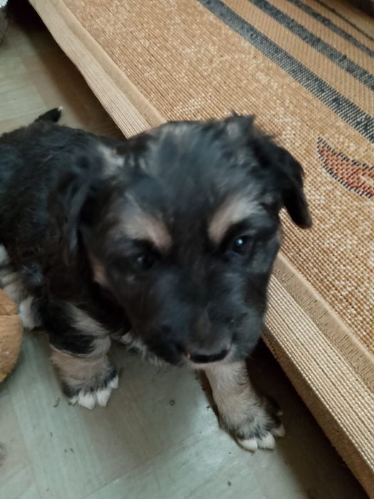 Три щенка девочки