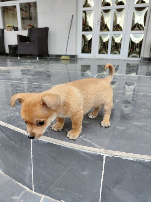 Caut altă casă Chihuahua