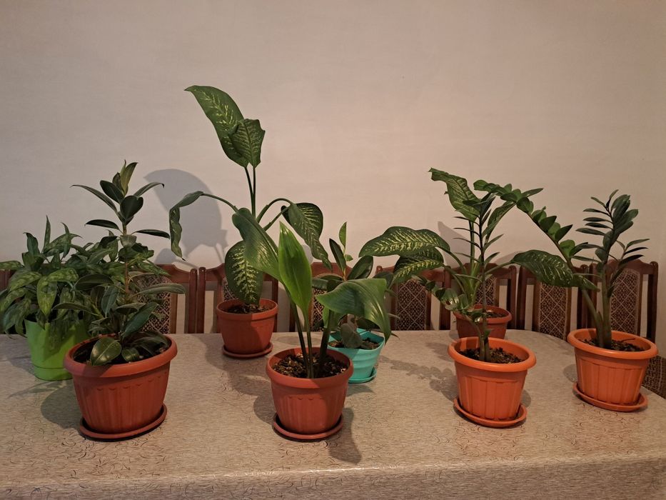 Продам комнатные цветы