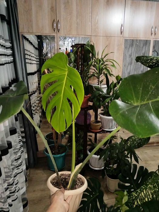 Комнатные растения