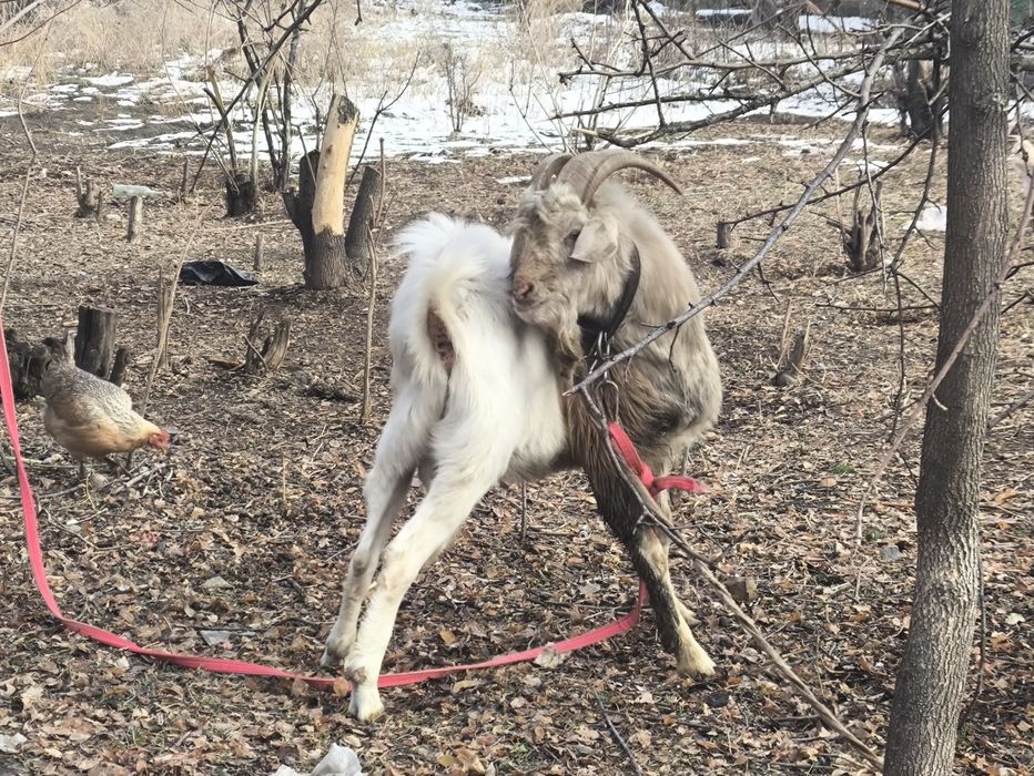 Теке сатамын. Серке емес пишилмеген
