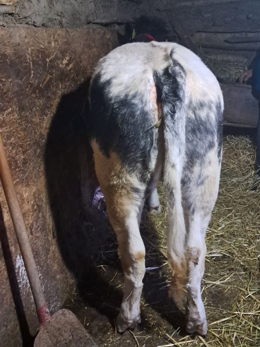 Vand 6 vitei buni si frumosi