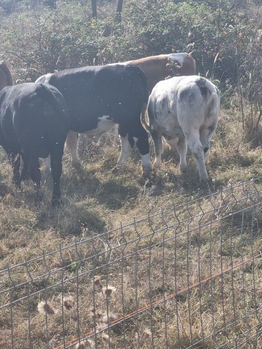 Vând viței de carne