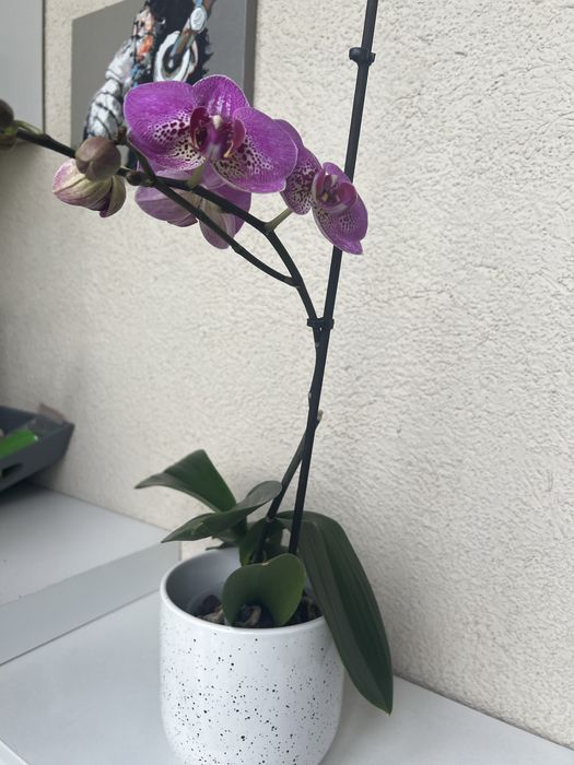 Орхидея цветущая.