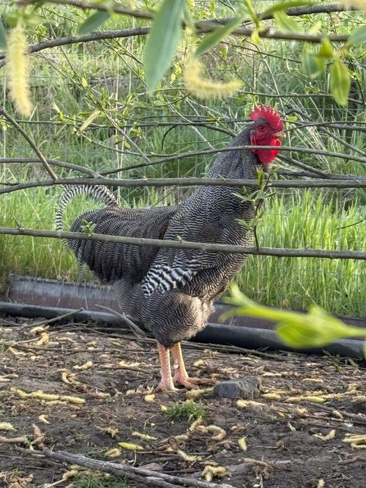 Cocoș Plymouth in vârstă de 1 an.... Jud: Mureș