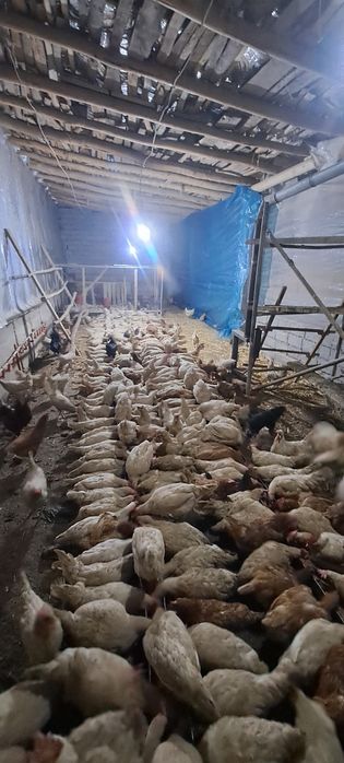 Сенди товуклар сотилади