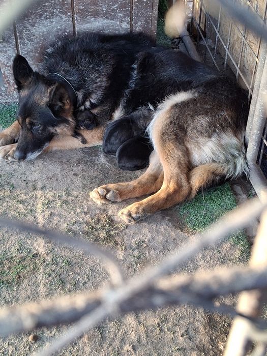 Ciobănesc German in TG-JIU