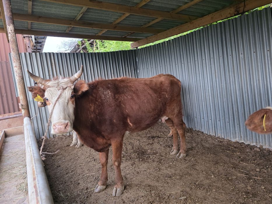 Жас құнажындар сатылады