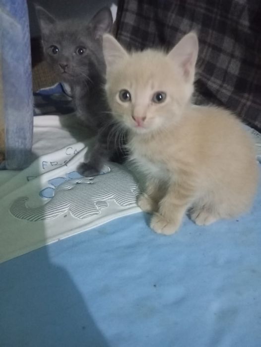 Отдам котят в добрые руки.