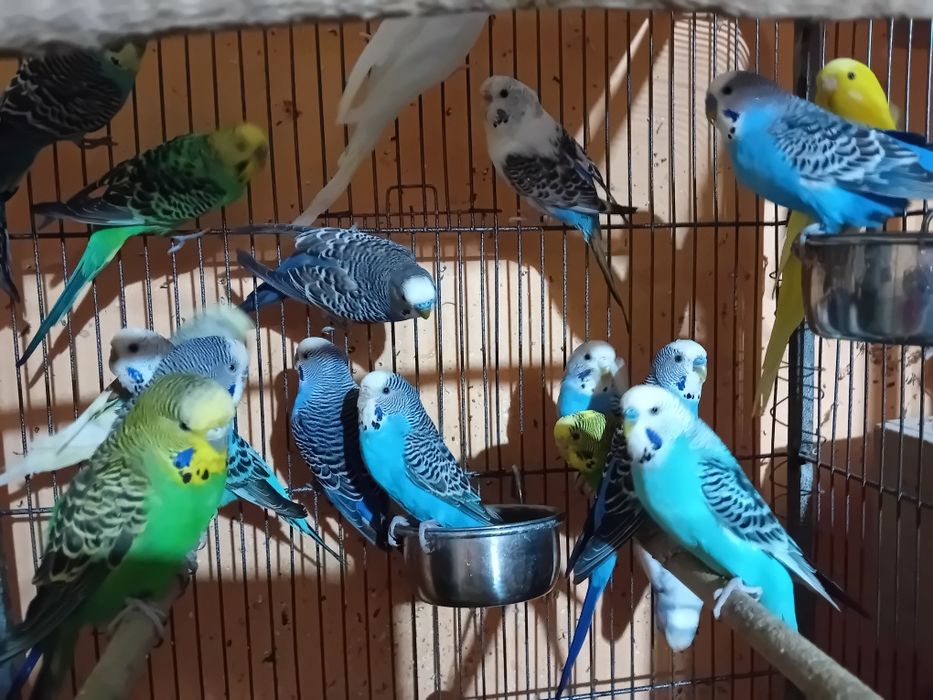 Papagali perusi multicolori