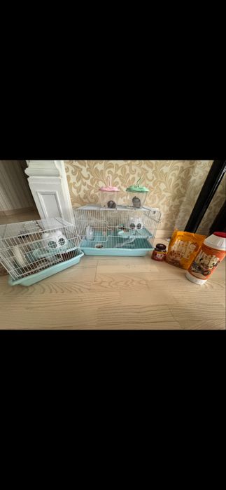 Продам джунгарских хомяков 4 штук за 5000 с клеткой