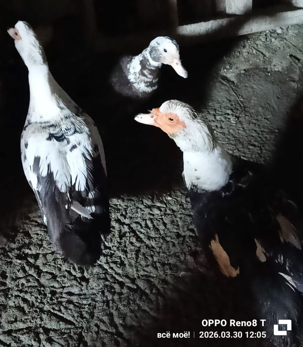 Семья индоуток. Продам