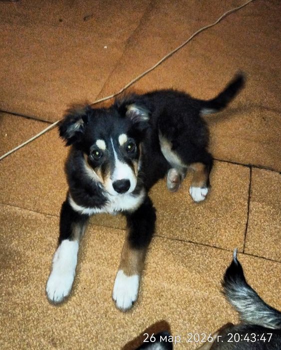 Пристраевается  щенок