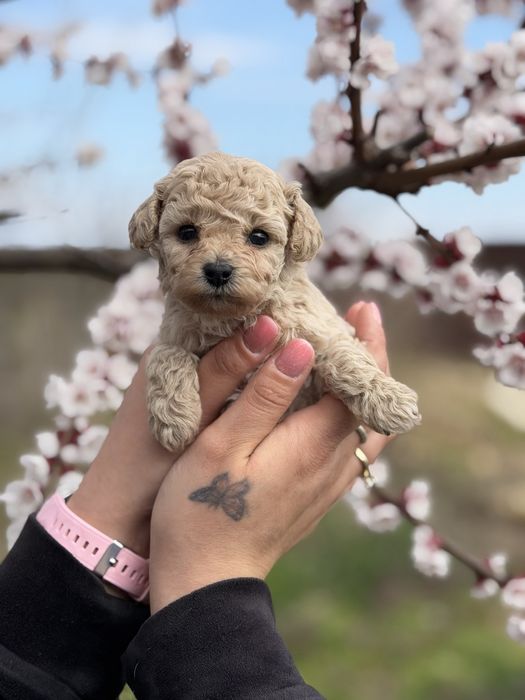 Fetita Maltipoo superba