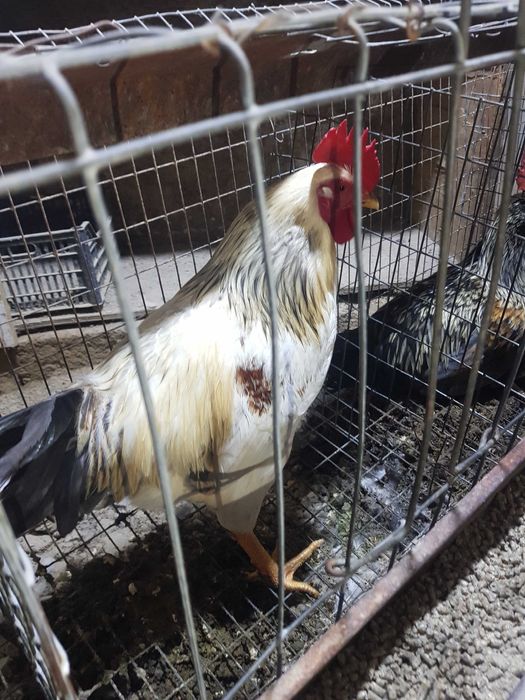 xonaki Xuroz soni 4 ta dastafka bor