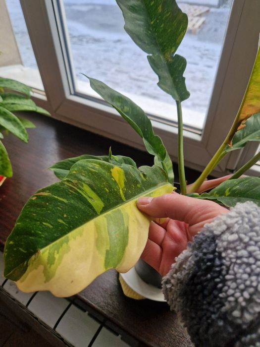 Продам Филадендрон