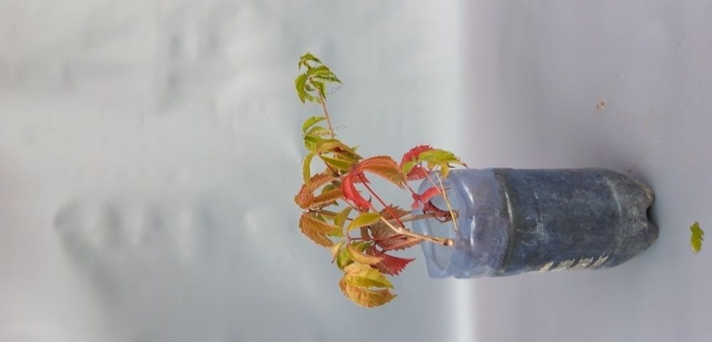 Vita Canada, vita Japoneza tricuspidada, vita de vie la ghiveci