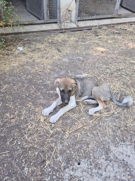 Щенок-подросток девочка