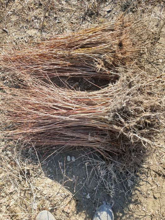 Vand puieti de pepiniera