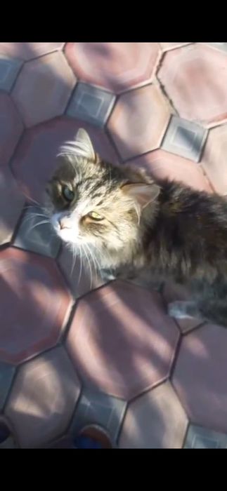 Отдаём в добрые руки молодого котика