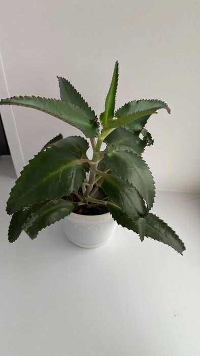 Продам лечебное каланхоэ