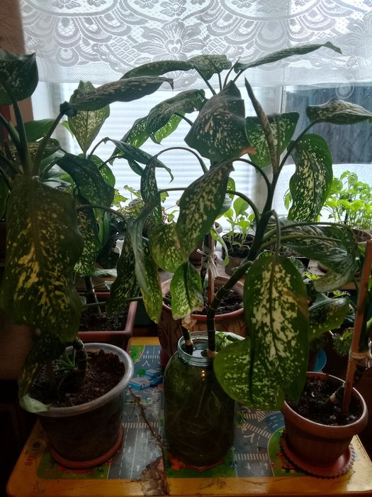 Диффенбахия цветок комнатный.