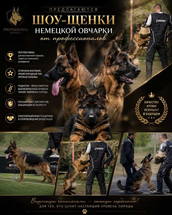 Шоу-щенки немецкой овчарки для ценителей качества и уровня породы