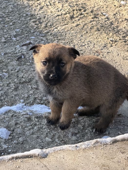 Кучета Немска овчарка/Малиноа