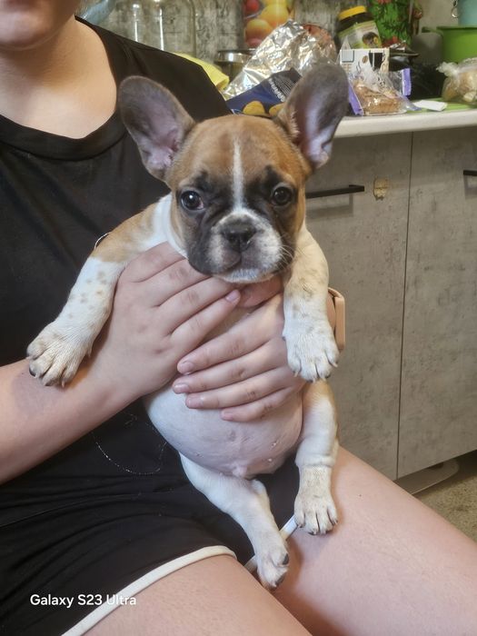 Французик карапузик