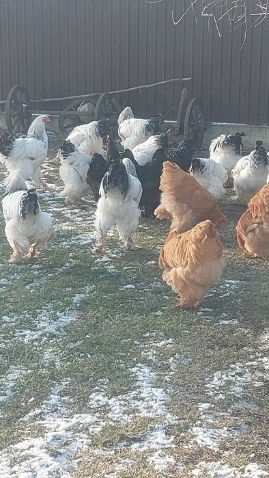 Găini de rasă Brahma