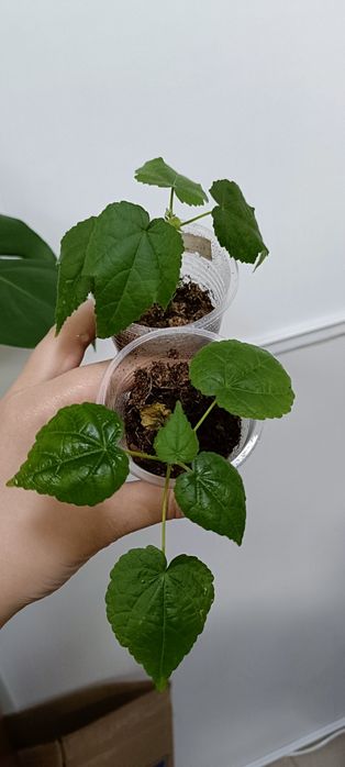 Абутилон:1500 тенге